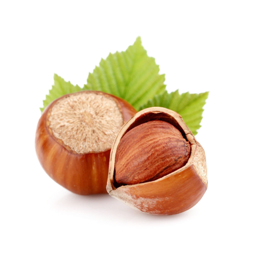 فندق تازه شمال درجه یک